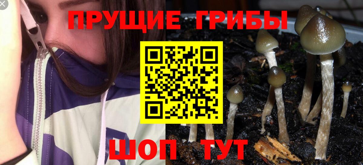 Псилоцибиновые грибы GOLDEN TEACHER  Галлюциногенные грибы прущие грибы  Заречный  Вход с VPN 