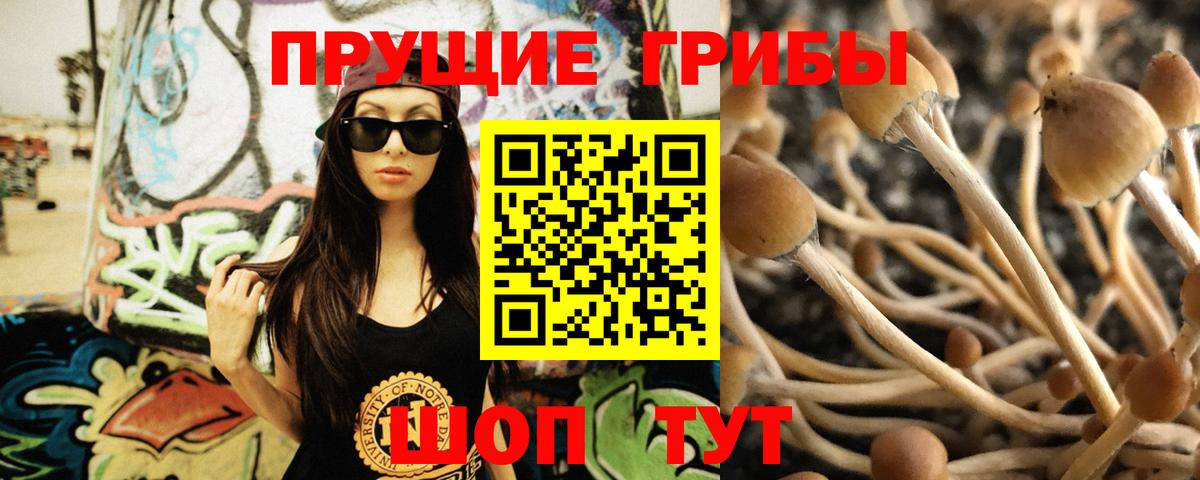 Псилоцибиновые грибы Psilocybine cubensis  Псилоцибиновые грибы ЛСД  Заречный 